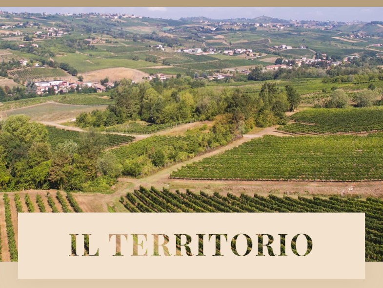 Chardonnay IGT PV “353”- Bosco Longhino - immagine 4