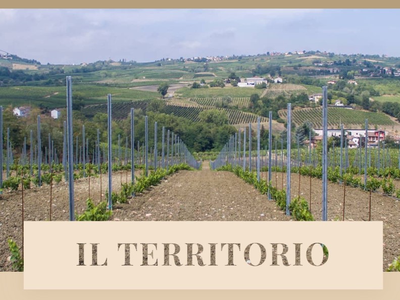 Chardonnay IGT PV “353”- Bosco Longhino - immagine 3