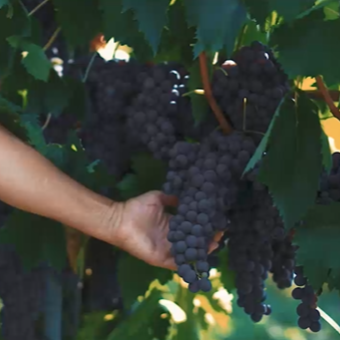 Merlot Rubicone IGP Biologico – Terre Cevico - immagine 5