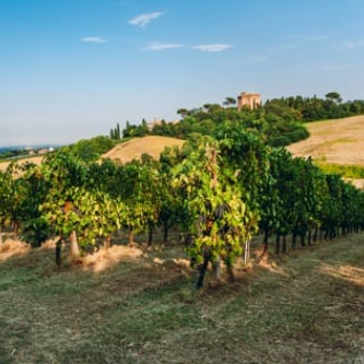 Merlot Rubicone IGP Biologico – Terre Cevico - immagine 6