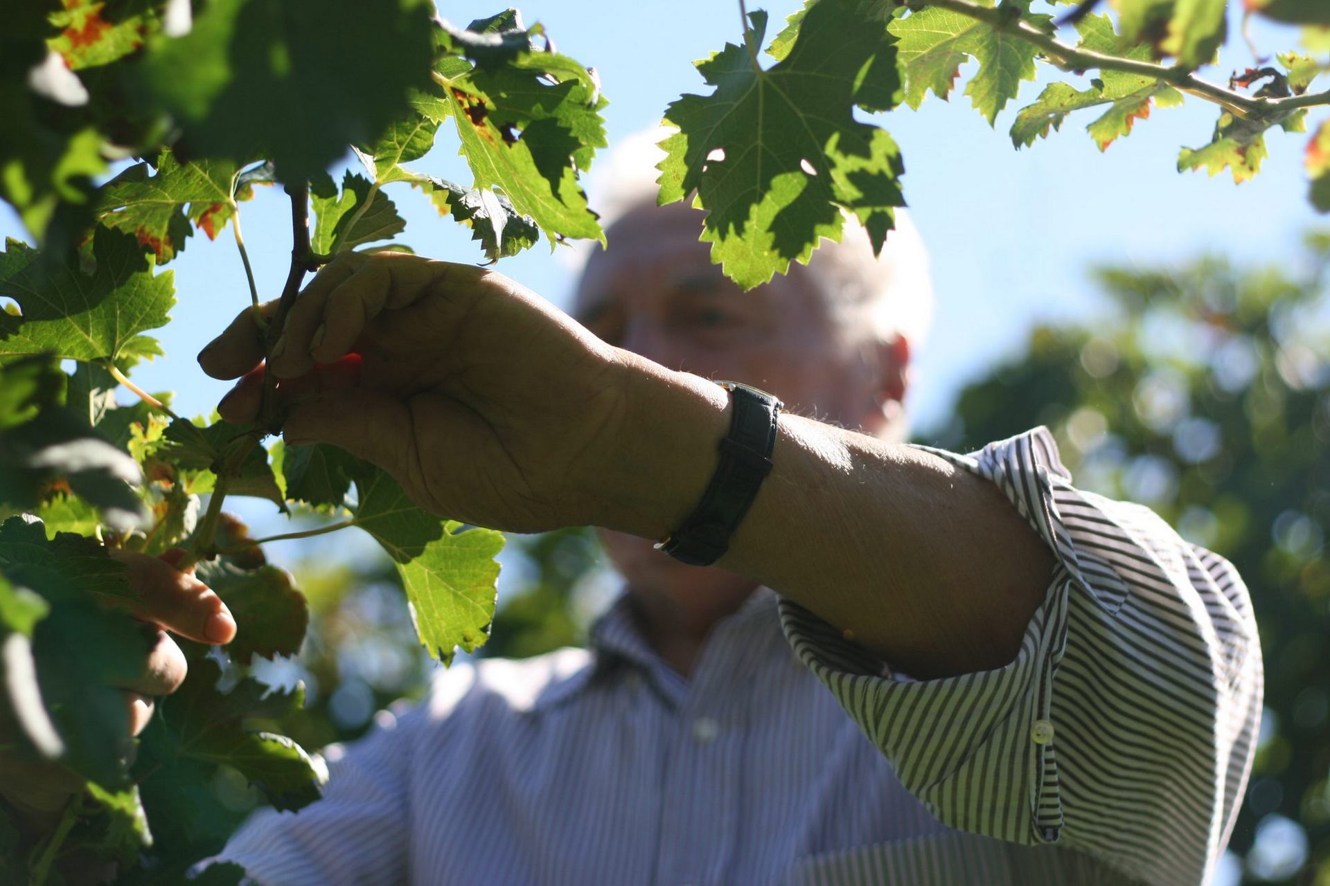 Refosco IGP – Domus Vini - immagine 5